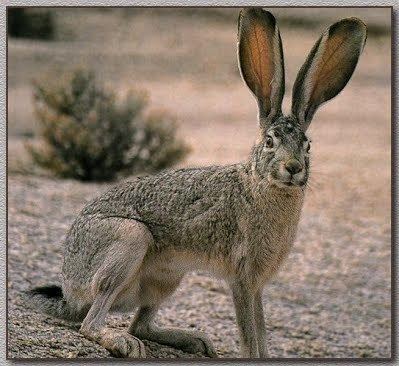 Antelope jackrabbit Antelope Jackrabbit Sonoran Desert Explorers