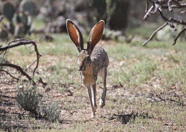 Antelope jackrabbit The Azure Gate Saguaro National Park Antelope Jackrabbits