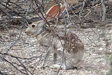 Antelope jackrabbit httpsuploadwikimediaorgwikipediacommonsthu