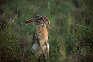 Antelope jackrabbit Antelope Jackrabbit Sonoran Desert Explorers