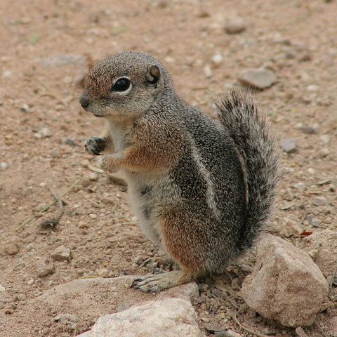 Antelope squirrel Harris39 Antelope Squirrel Ammospermophilus harrisii The Firefly