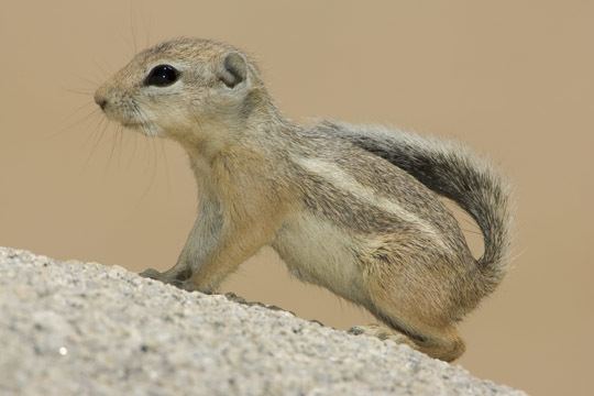 Antelope squirrel photographs by Mark Chappell