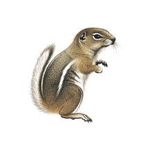 Antelope squirrel httpsnaturalhistorysiedumnaThumbNailsillus