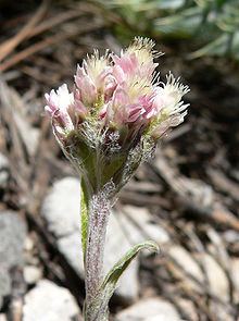 Antennaria Antennaria rosea Wikipedia