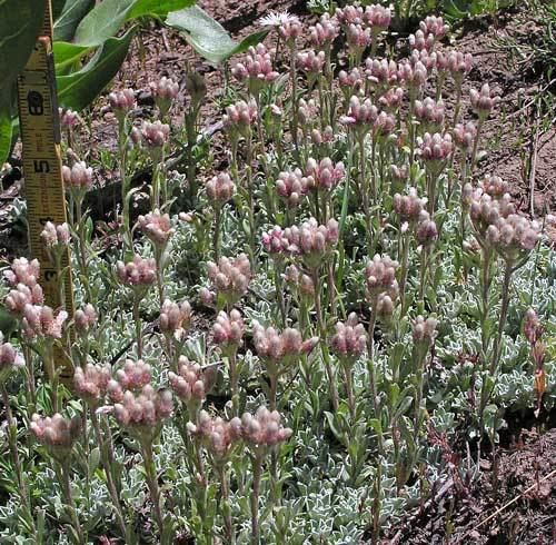 Antennaria Southwest Colorado Wildflowers Antennaria rosea