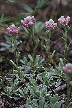 Antennaria Antennaria rosea Colorado Wildflowers