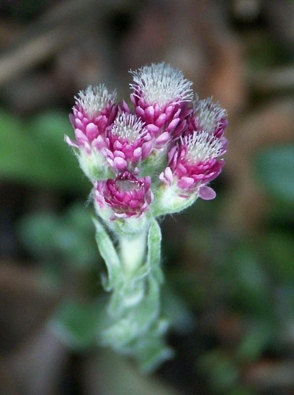 Antennaria Antennaria dioica Wikipedia