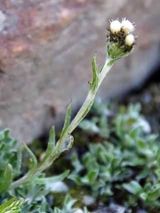 Antennaria alpina Alpine Catsfoot Antennaria alpina group Flowers NatureGate