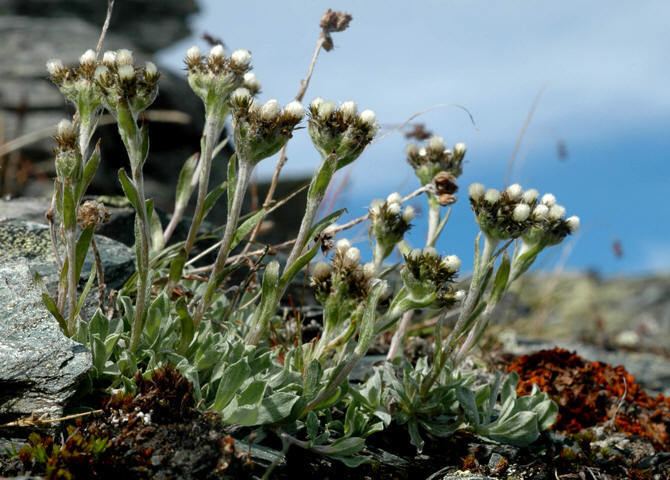 Antennaria alpina Fjellkattefot Antennaria alpina