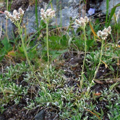 Antennaria alpina Antennaria alpina Alpine pussytoes Fjllkattfot