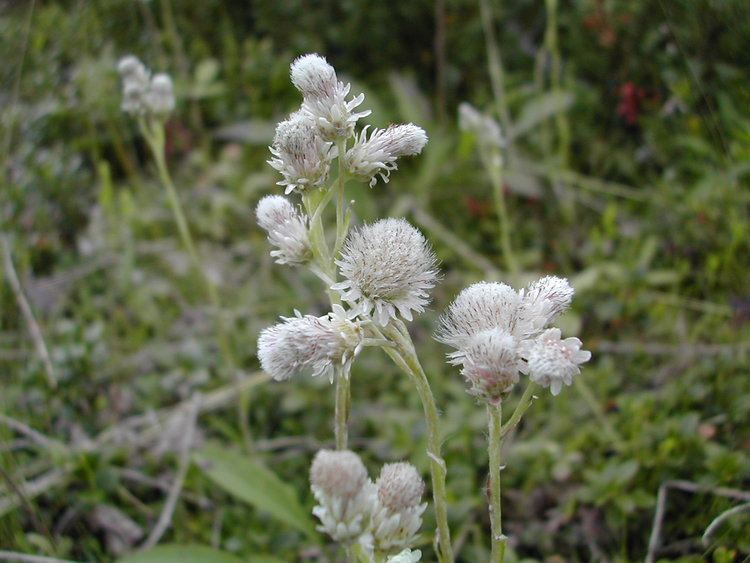 Antennaria alpina httpsuploadwikimediaorgwikipediacommons77