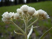 Antennaria anaphaloides httpsuploadwikimediaorgwikipediacommonsthu