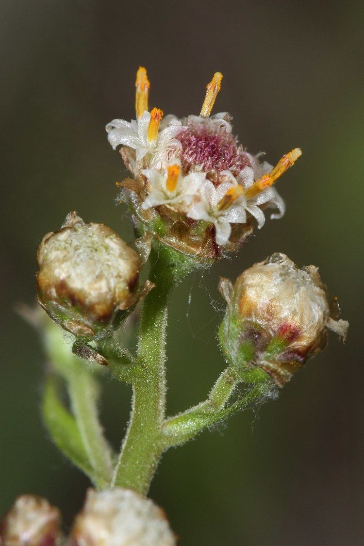 Antennaria Antennaria Wikipedia