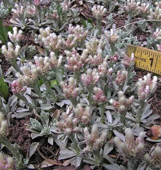 Antennaria Southwest Colorado Wildflowers Antennaria rosea