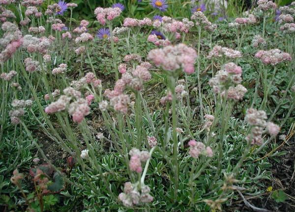 Antennaria Antennaria dioica Wikipedia