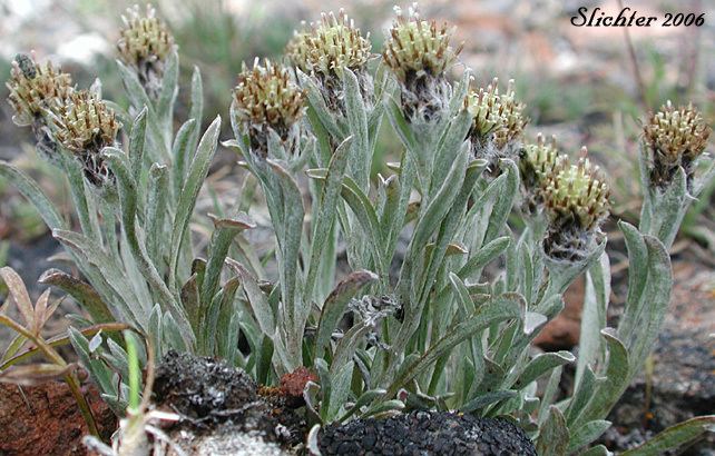 Antennaria dimorpha Cushion Pussytoes Low Pussytoes Low Everlasting Antennaria