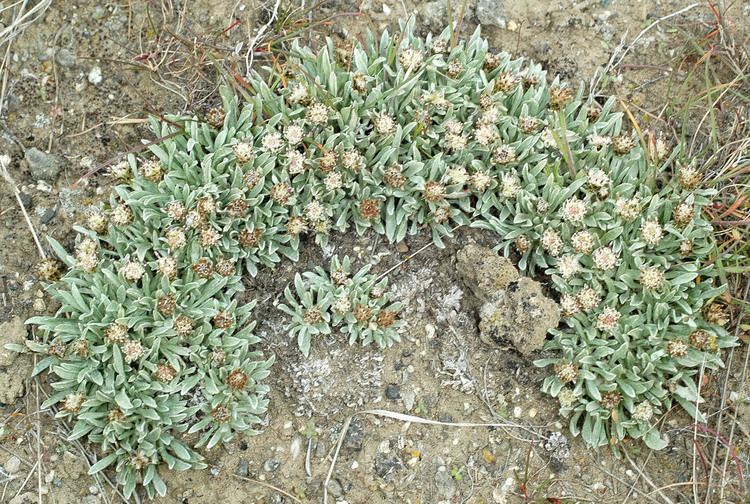 Antennaria dimorpha webewueduewfloraAsteraceaeant20dim120pjpg