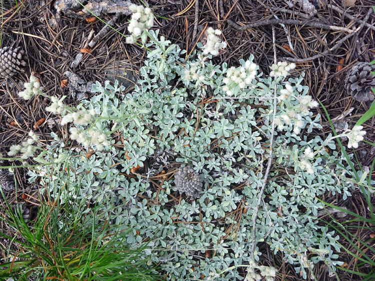 Antennaria microphylla Spreading plant pictures of Antennaria Microphylla Asteraceae