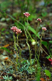 Antennaria microphylla httpsuploadwikimediaorgwikipediacommons66