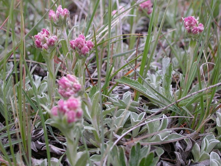 Antennaria microphylla FileAntennaria microphylla 3997483987jpg Wikimedia Commons