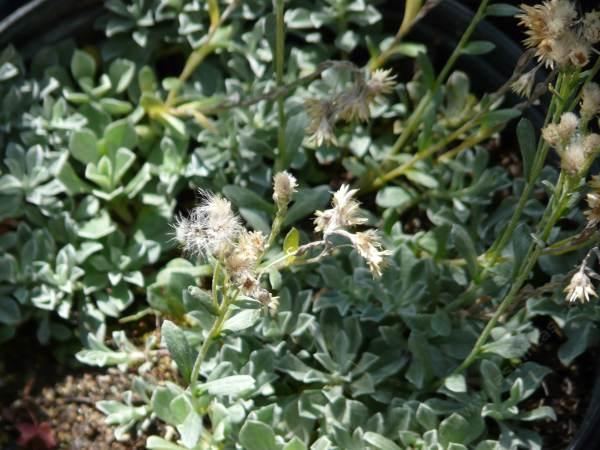 Antennaria microphylla Antennaria microphylla Littleleaf Pussytoes