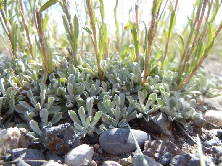 Antennaria microphylla FileAntennaria microphylla 5123681683jpg Wikimedia Commons