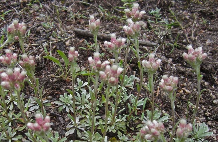 Antennaria microphylla EcoRover Summer Comes to Butte Montana
