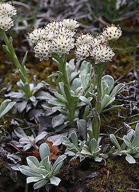 Antennaria parvifolia Antennaria parvifolia Colorado Wildflowers