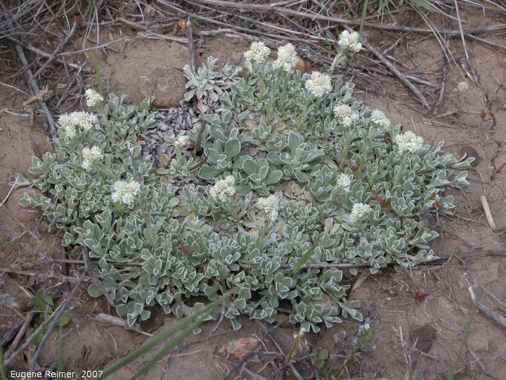Antennaria parvifolia Smallleaf pussytoesLow everlasting Antennaria parvifolia