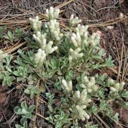 Antennaria parvifolia SEINet Arizona Chapter Antennaria parvifolia