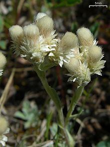 Antennaria parvifolia httpsuploadwikimediaorgwikipediacommonsthu