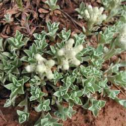 Antennaria parvifolia SEINet Arizona Chapter Antennaria parvifolia