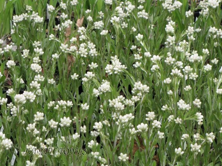 Antennaria plantaginifolia Woman39s Tobacco Antennaria plantaginifolia perennials