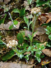 Antennaria plantaginifolia Antennaria plantaginifolia Wikipedia