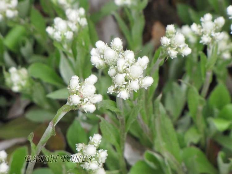 Antennaria plantaginifolia Woman39s Tobacco Antennaria plantaginifolia perennials