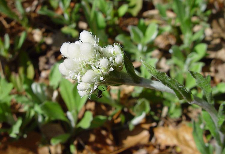 Antennaria plantaginifolia Antennaria plantaginifolia plantainleaved pussytoes Go Botany