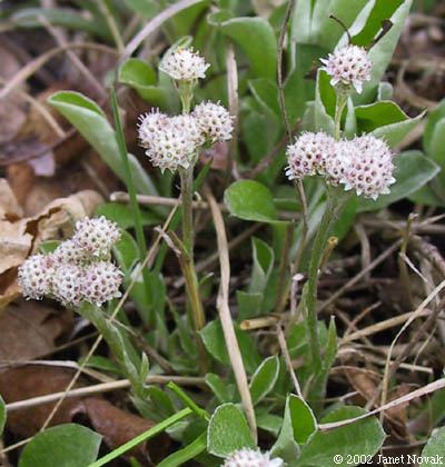 Antennaria plantaginifolia Antennaria plantaginifolia