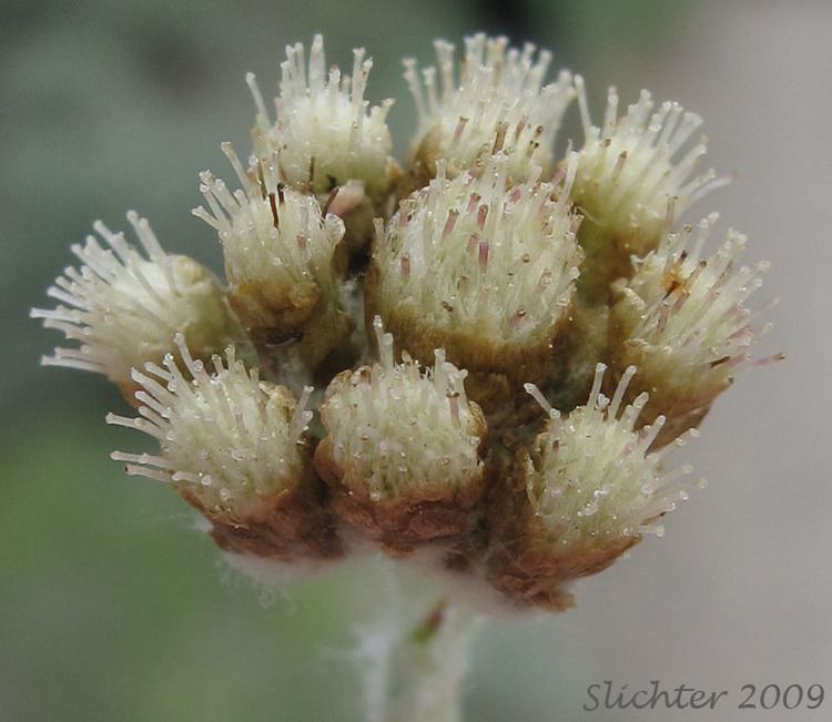 Antennaria umbrinella Dark Pussytoes Brownish Everlasting Antennaria umbrinella