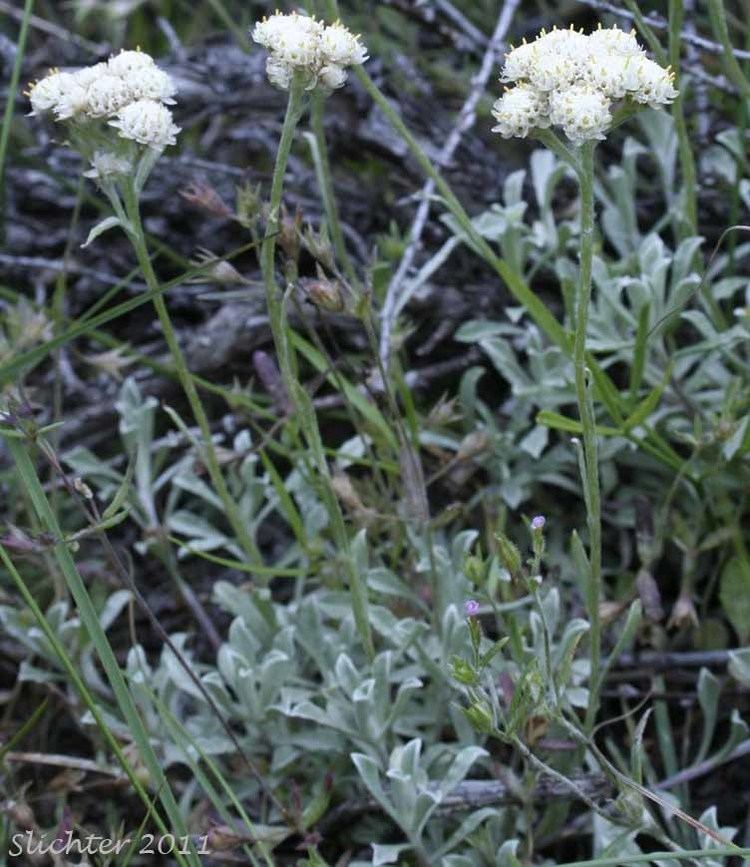 Antennaria umbrinella Brownbracted Pussytoes Cat39s Paw Dark Pussytoes Umber Pussytoes