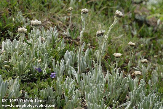 Antennaria umbrinella Antennaria umbrinella Umber Pussytoes Wildflowers of the Pacific