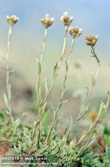 Antennaria umbrinella httpswwwpnwflowerscomimagesplants0417510jpg