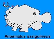 Antennatus sanguineus httpswwwfrogfishchimagelogofrogfishspecie
