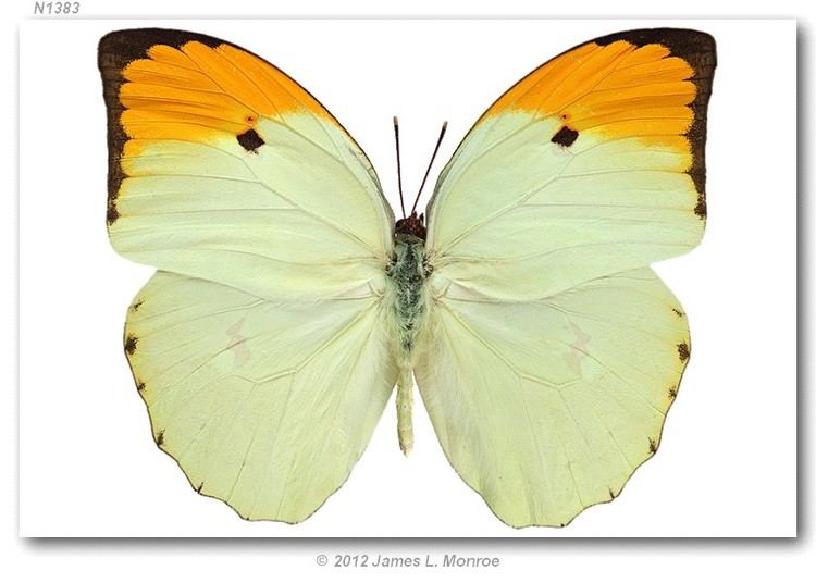 Anteos butterfliesofamericacomi02AnteosmenippemdPer