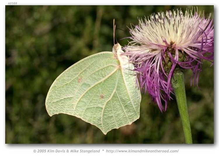 Anteos clorinde Anteos clorinde White AngledSulphur