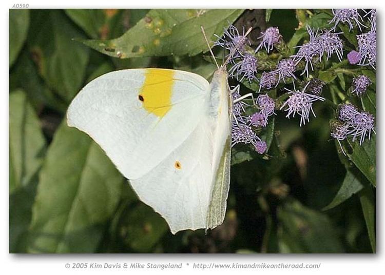 Anteos clorinde Anteos clorinde White AngledSulphur