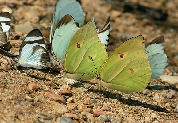 Anteos menippe Butterflies of Amazonia Anteos menippe