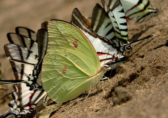 Anteos menippe Butterflies of Amazonia Anteos menippe