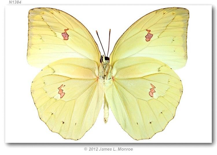 Anteos menippe Anteos menippe pinned specimens