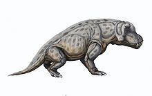 Anteosaurus httpsuploadwikimediaorgwikipediacommonsthu