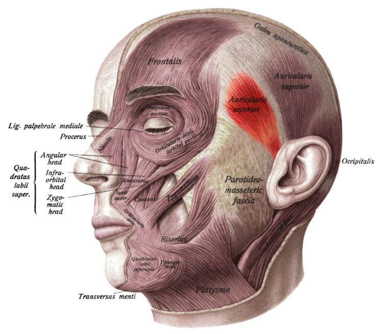 Anterior auricular muscle
